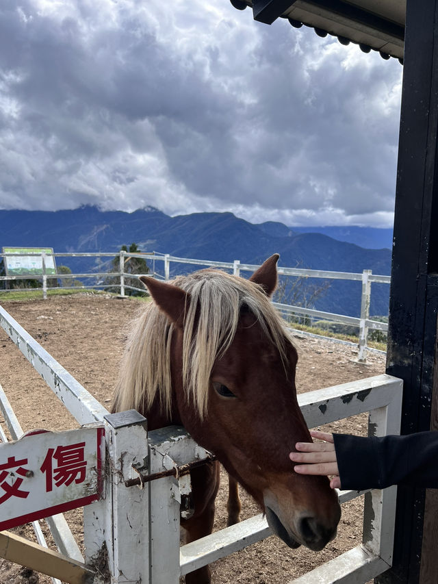 🌿台中清境農場｜台版紐西蘭🐑⛰️