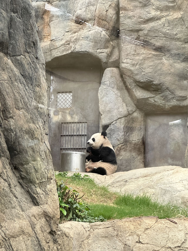 看熊貓不一定要到四川 來香港海洋公園！
