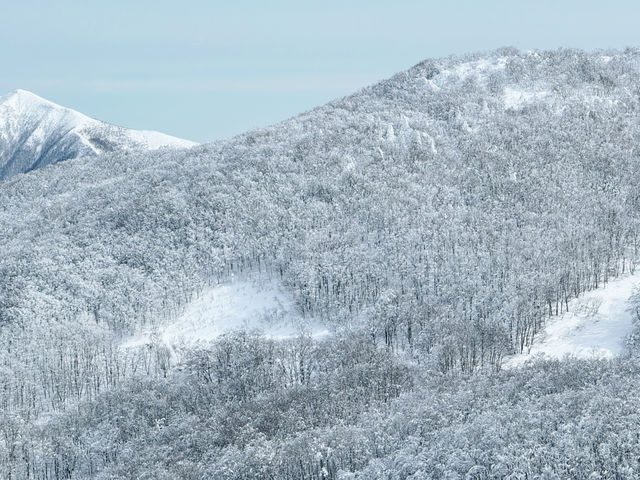 樹冰高原中的滑雪天堂❄️