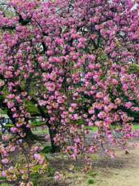 Shinjuku Gyoen National Garden – Tokyo’s Tranquil Heartbeat
