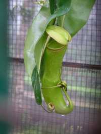 Yercaud Botanical Garden