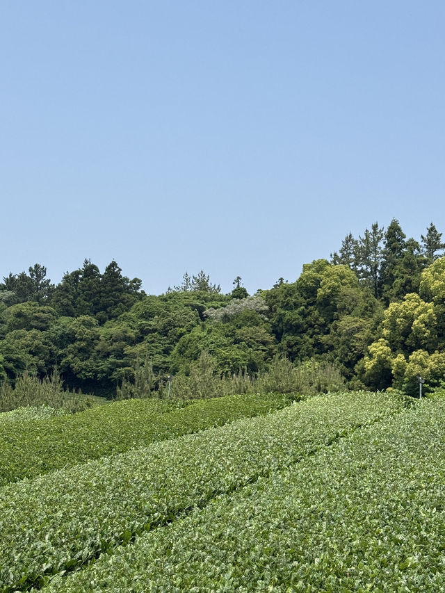 🌿 제주 서쪽 감성 코스 – 오설록부터 갈치조림, 회 완벽했던 하루