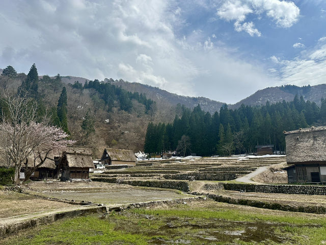 🌸 日本高山賞櫻實用指南🌸