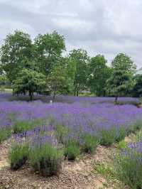 💜 Shanghai Lavender Park – A Provence-Inspired Purple Escape Next to Disneyland