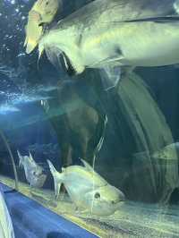 มาดูปลาที่ Chiang Mai Zoo Aquarium 🐠🫧