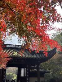 หางโจวใบไม้เปลี่ยนสี 🍂🍁