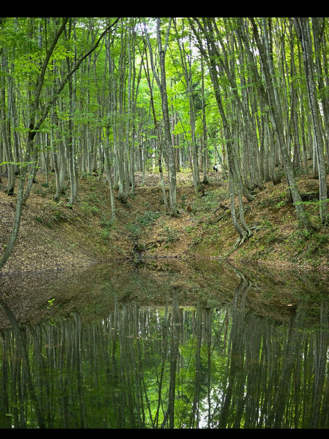 静けさと美しさに包まれる森。美人林で心ほどけるひととき🌳