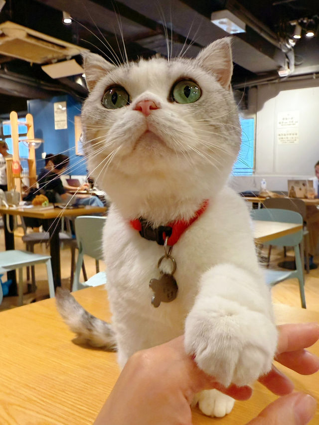 隱世工廠貓cafe