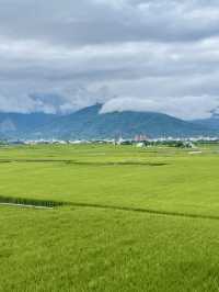 🌾 台東伯朗大道攻略｜稻田秘境x單車小路x拍照天堂 📸🚴‍♀️