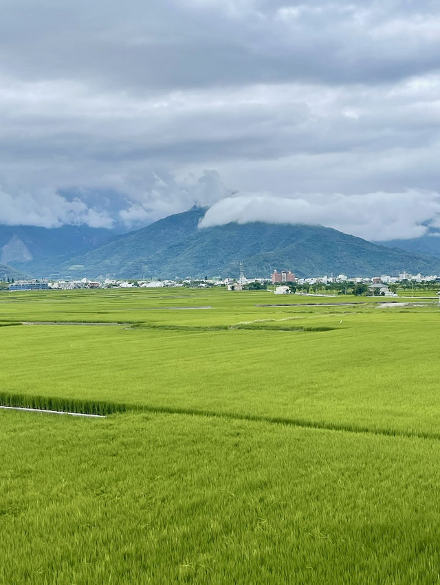 🌾 台東伯朗大道攻略｜稻田秘境x單車小路x拍照天堂 📸🚴‍♀️