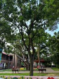 🌳桃園內壢人的秘密綠洲！自強公園散步放空好去處，綠意包圍的城市小森林