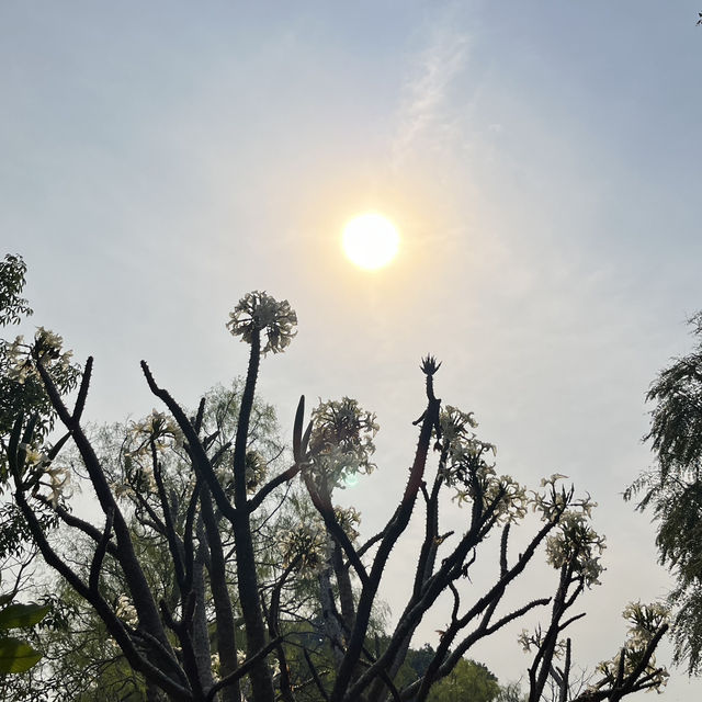 🌿達爾文私藏文藝系路線｜免費博物館 + 熱帶植物園，拍照好逛又好涼🎨🌳