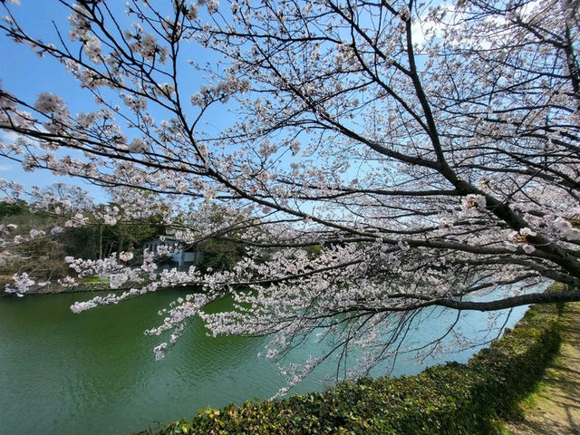 古城與櫻花的浪漫邂逅/姬路城/白鷺城