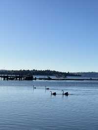 💙🦢 New Zealand’s Lake Days – Where the Sky Meets the Water