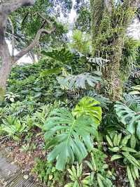 อุโมงค์ Fort Canning Tree Tunnel สิงคโปร์