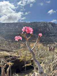 Socotra: A journey to Earth’s alien paradise