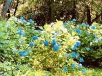 Hiratsuka's Hidden Summit: A Summer Morning Hike to Mt. Koma (駒ヶ岳)
