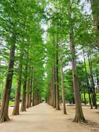 Exploring NamiNara Republic at Nami Island, Korea
