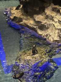 Sumida Aquarium🐠