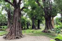 สวนช้างทองเฮอริเทจ สวนไม้โยราณเชียงใหม่