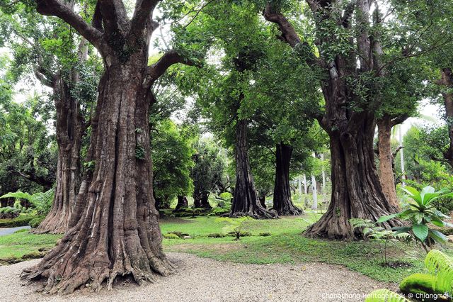 สวนช้างทองเฮอริเทจ สวนไม้โยราณเชียงใหม่