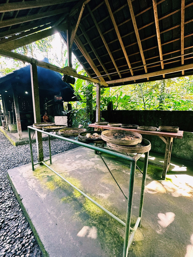 Sip, Scent & Civet: Luwak Tasting at Santi Coffee Plantation