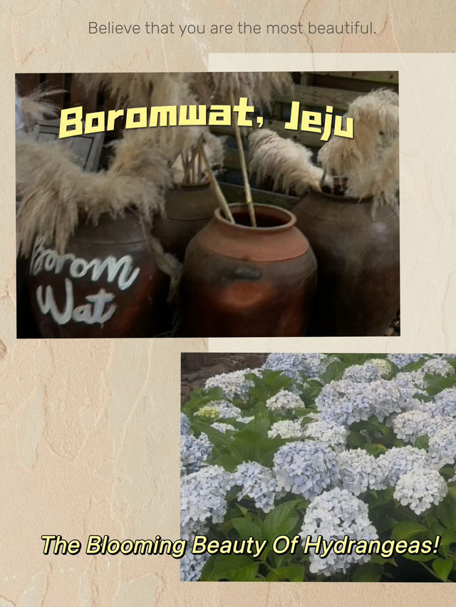Jeju’s Hidden Gem: Boromwat’s Stunning Hydrangeas 