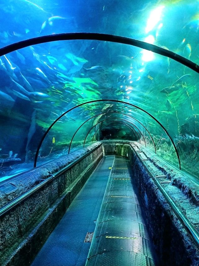 Under the Sea at SeaWorld Ancol