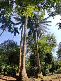 Botanic Garden in Singapore
