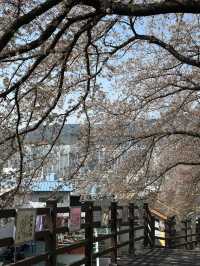 Deokcheon Cherry Blossom Road – อุโมงค์ซากุระ 🌸