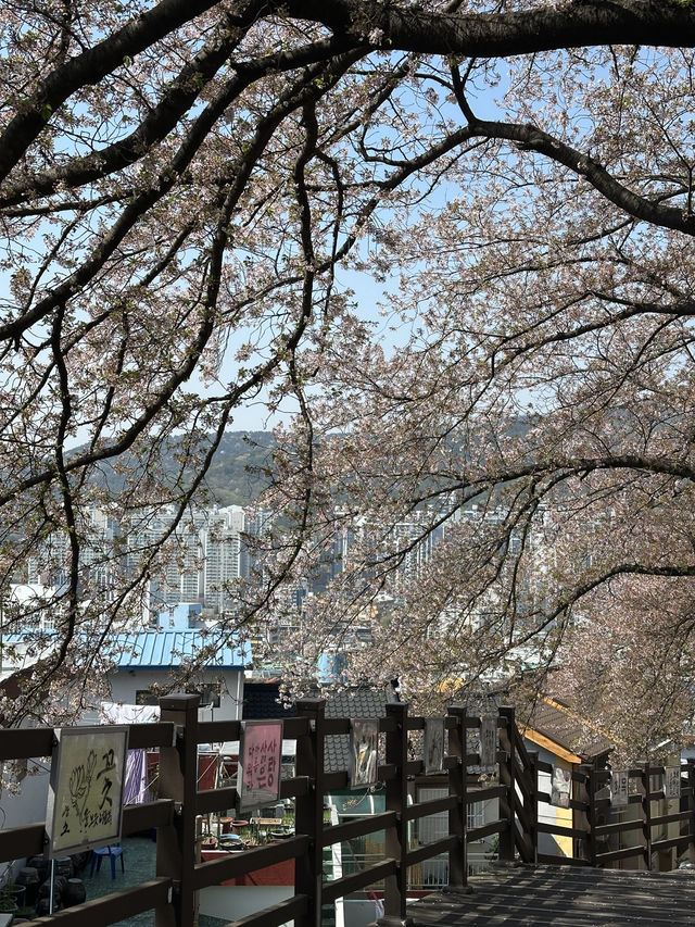 Deokcheon Cherry Blossom Road – อุโมงค์ซากุระ 🌸