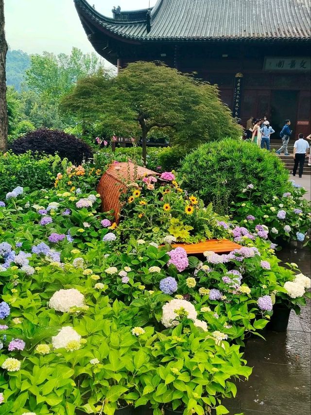 Yongfu Temple's Hydrangeas in Full Bloom
