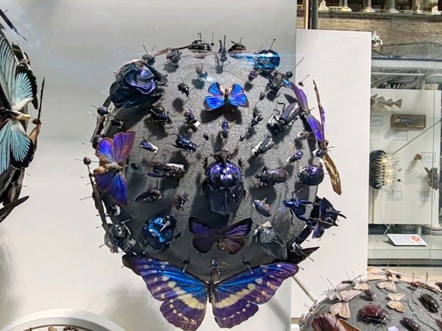 The Grace of Flight: The Insect World at Oxford's Natural History Museum