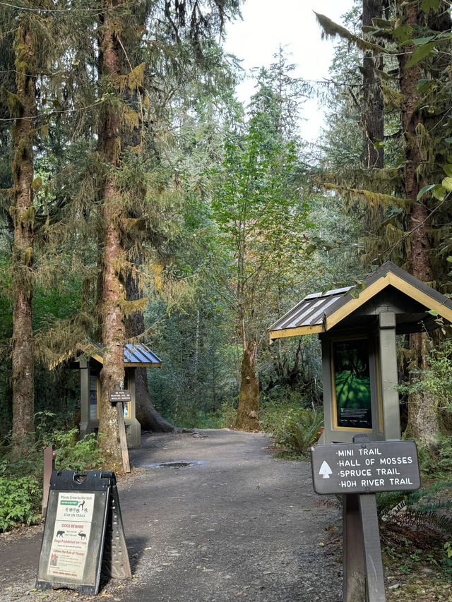 🌲 Olympic National Park Day Trip – Mountains, Lakes, Beaches & Twilight Vibes