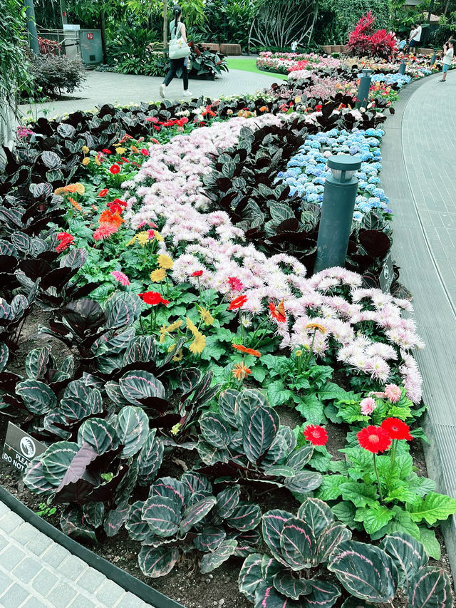 Petal Garden at Jewel Changi – Colourful Floral Wonderland
