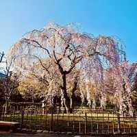 🌸 Nakajima Park: A Solo Traveler’s Urban Oasis in Sapporo! 🌿