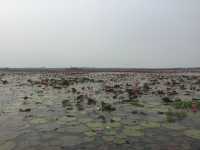 🌸 Travel Blog: Red Lotus Sea (Talay Bua Daeng), Udon Thani 🌸