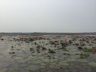🌸 Travel Blog: Red Lotus Sea (Talay Bua Daeng), Udon Thani 🌸