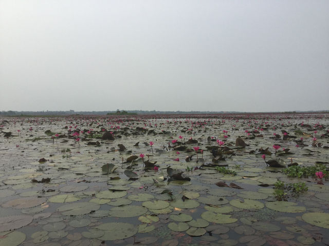 🌸 Travel Blog: Red Lotus Sea (Talay Bua Daeng), Udon Thani 🌸
