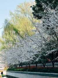 Mùa xuân ở Nam Kinh