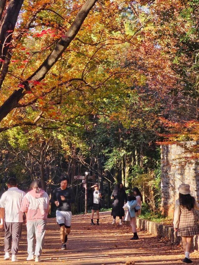 Kunming Botanical Garden: Yunnan’s Living Library of Green Wonders