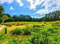 Reddish Vale Country Park – Nature on the Edge of the City