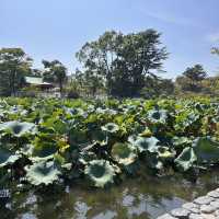 The Setting: Genpei Pond (源平池 - Genpei Ike)