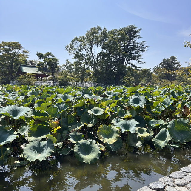 The Setting: Genpei Pond (源平池 - Genpei Ike)