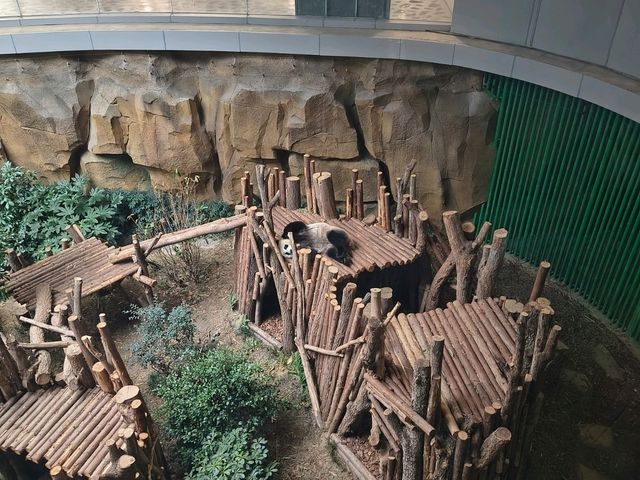 Chengdu Panda Base