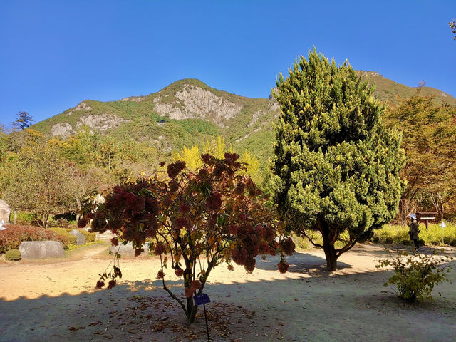 고즈넉한 산사 여행, 청도 운문사🌿✨