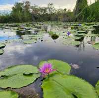 🚣พายแคนูชมวิว ที่สวนพฤกษศาสตร์ระยอง 🚣