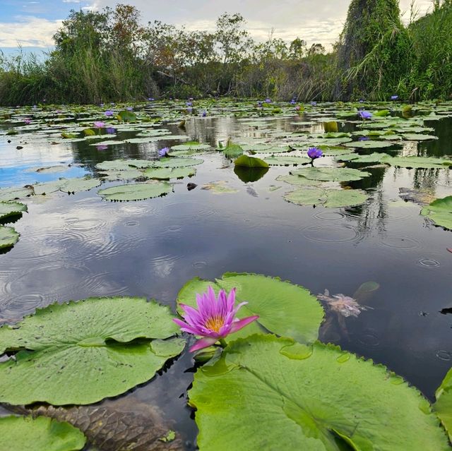 🚣พายแคนูชมวิว ที่สวนพฤกษศาสตร์ระยอง 🚣