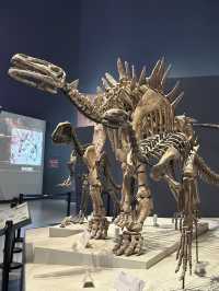 ไปเดินเล่นมิวเซียมในเฉิงตูกันนน 👏🥤🦖🦕🐙🪼