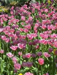 สวนทิวลิป Miracle of Natural จ.ระยอง 🌷🌷🌷